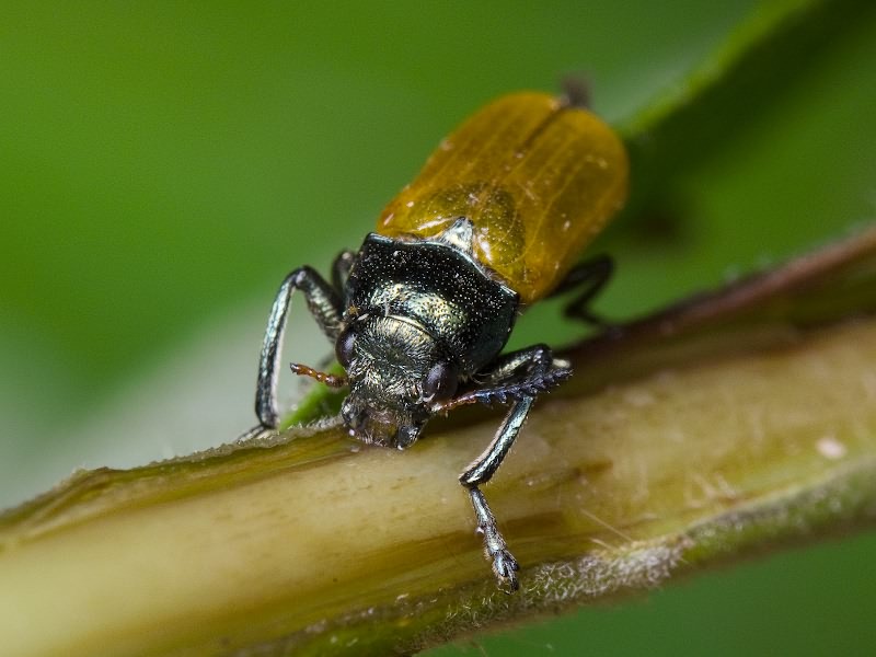 Labidostomis cyanicornis (Germar, 1822)